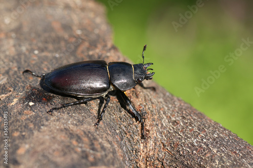 A magnificent rare female Stag Beetle, Lucanus cervus, walking over a dead log in woodland in the UK.