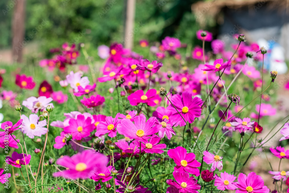 Beautiful cosmos flowers