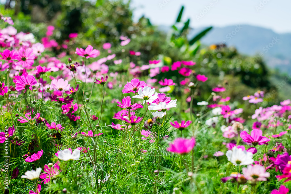 Beautiful cosmos flowers