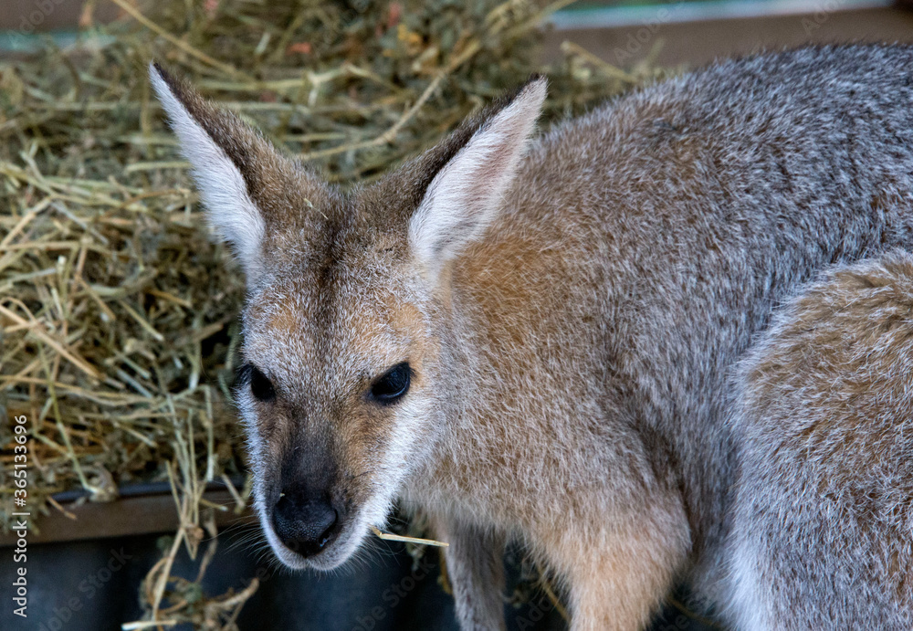 kangaroo in the koala sanctuary in Brisbane Australia kangaroo in the koala sanctuary in Brisbane Australia