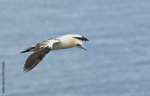 A beautiful Gannet, Morus bassanus, flying along the coastline at Bempton Cliffs. © Sandra Standbridge