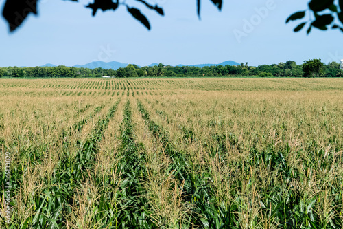 corn field in agricultural garden photo