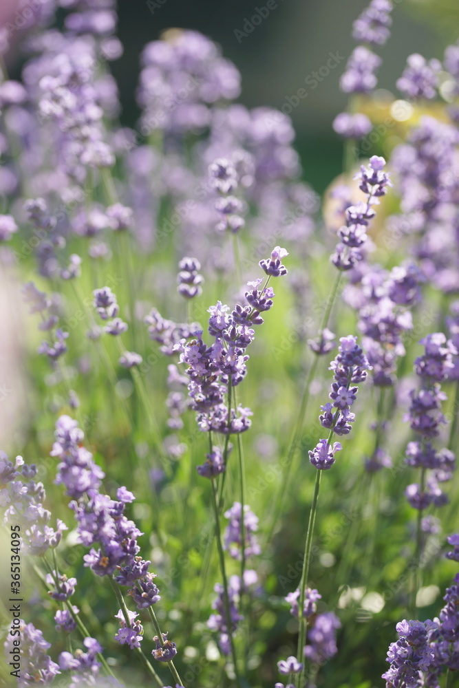 Naklejka premium Purple lavender in the summer garden