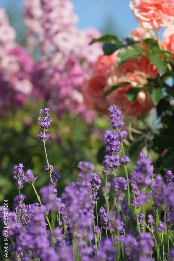 Obraz premium Purple lavender in the summer garden