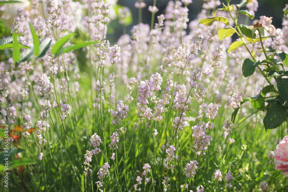 Fototapeta premium White lavender in the garden