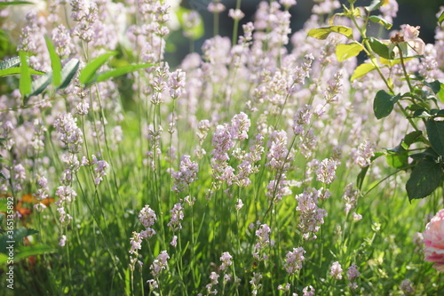 White lavender in the garden