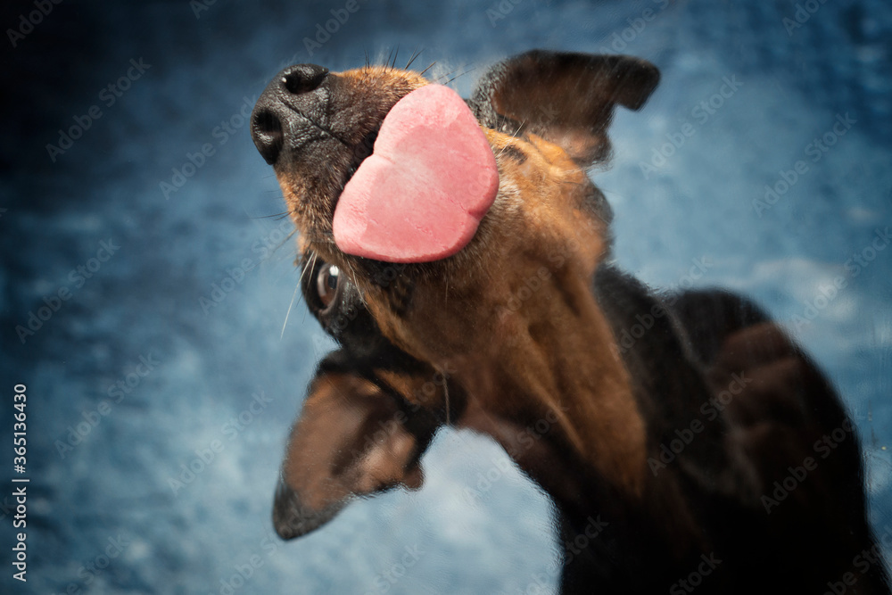 Portrait Hund schleckt leckt Glasscheibe ab mit rosa Zunge und blauem  Hintergrund – Stock-Foto | Adobe Stock