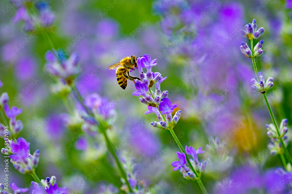 insects collecting pollen from purple lavender flowers on a beautiful summer day insects collecting pollen from purple lavender flowers on a beautiful summer day