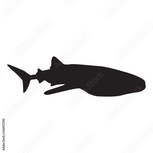 silhouette of shark