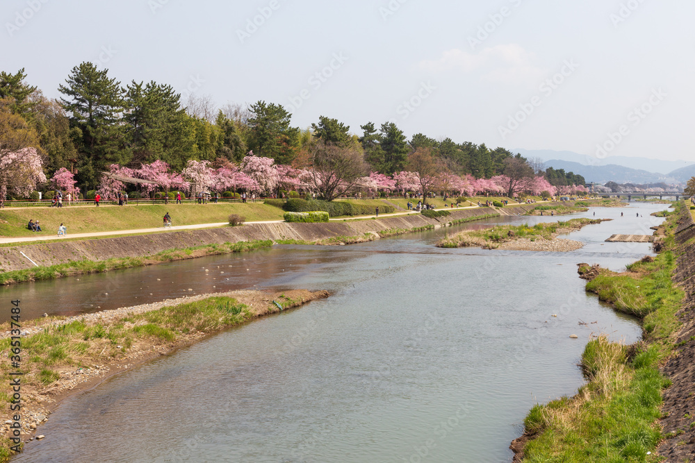日本・京都の桜