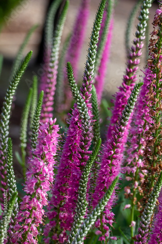 Close up view of blooming veronica spicata flowers  spike speedwells  in a sunny garden