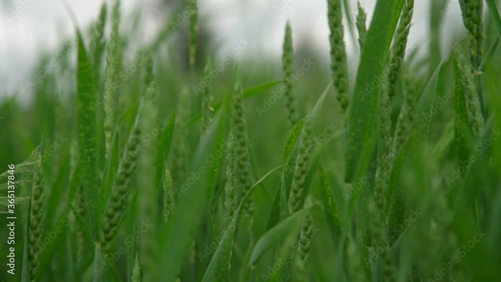 dense green field with wheat spikes waved by wind against blurry local village under white sky slow motion close view dense green field with wheat spikes waved by wind against blurry local village under white sky slow motion close view