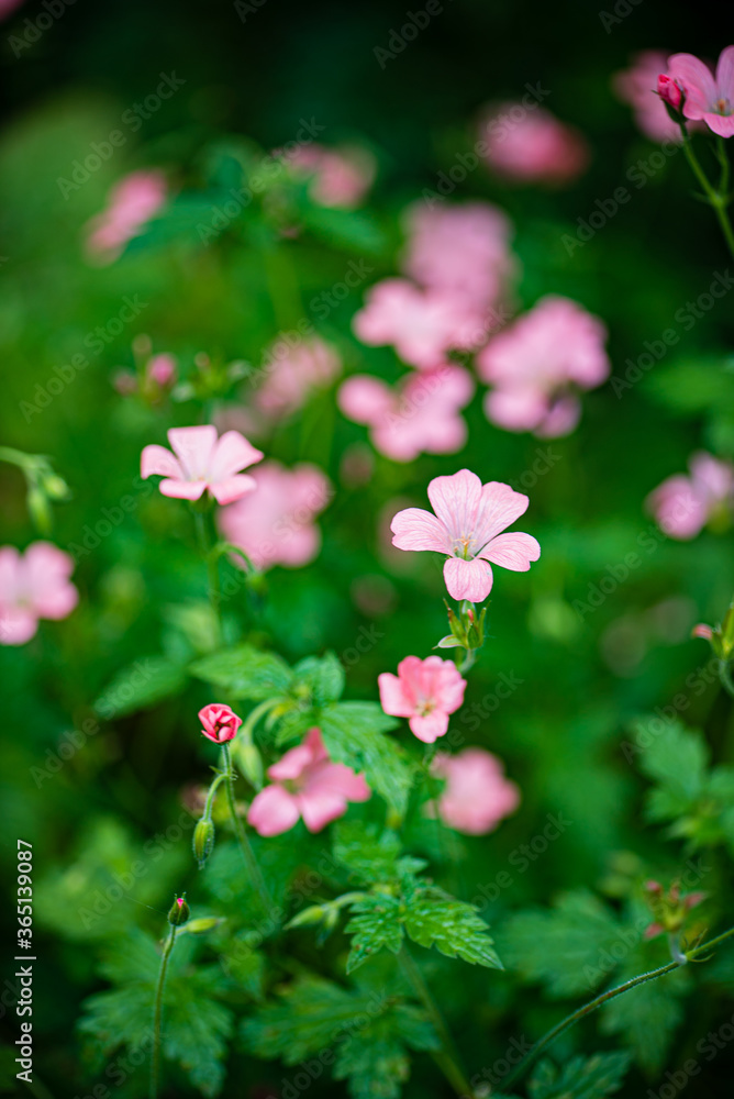 Fototapeta premium nice flowers in the garden