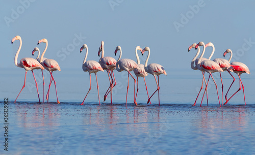 Wild african birds. Group birds of pink african flamingos walking around the blue lagoon on a sunny day.