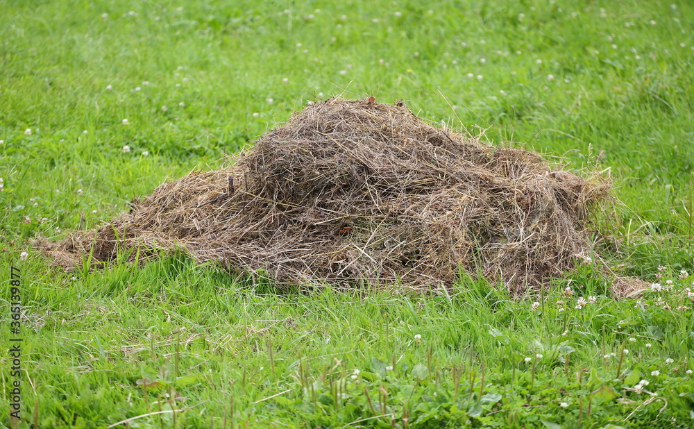 A small pile of hay on the green grass A small pile of hay on the green grass