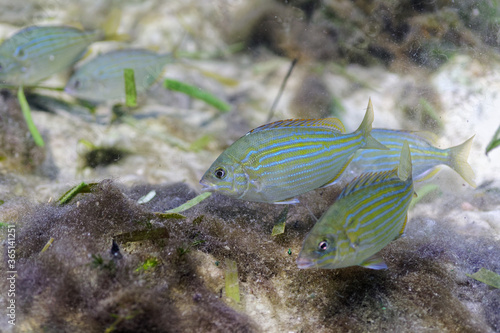 A small school of Pinfish searches for food amongst the Lyngbya (algae). photo