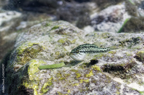 A small Largemouth Bass rests on a submerged rock.