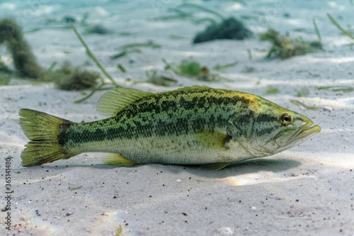 Fotografie A large Largemouth Bass rests on the sandy bottom of a central Florida spring