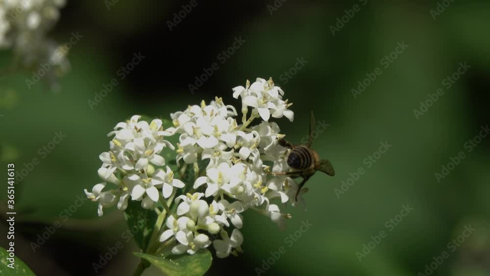 Bee collects nectar on the white flowers of Hungarian Lilac (Syringa josikaea) Bee collects nectar on the white flowers of Hungarian Lilac (Syringa josikaea)