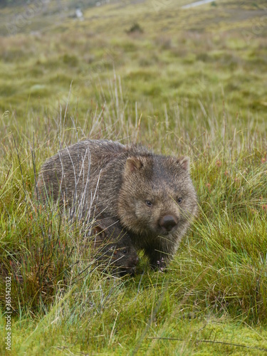 Wild wombat in Australia