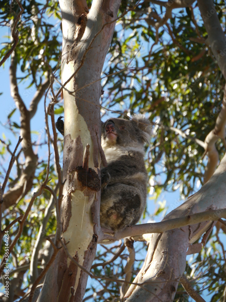 Fototapeta premium Koala in tree