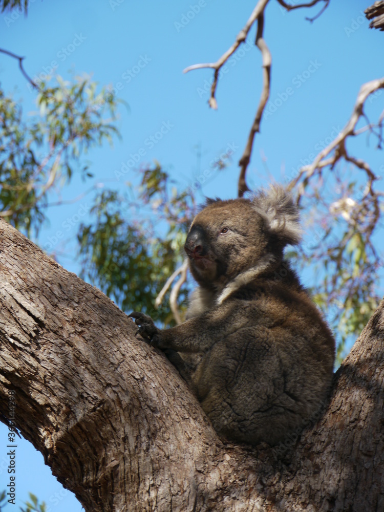 Fototapeta premium Wild koala