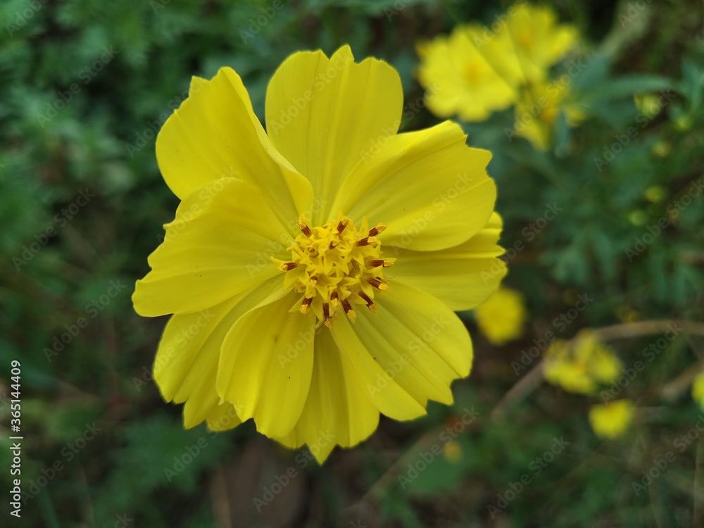 yellow flower in the garden yellow flower in the garden