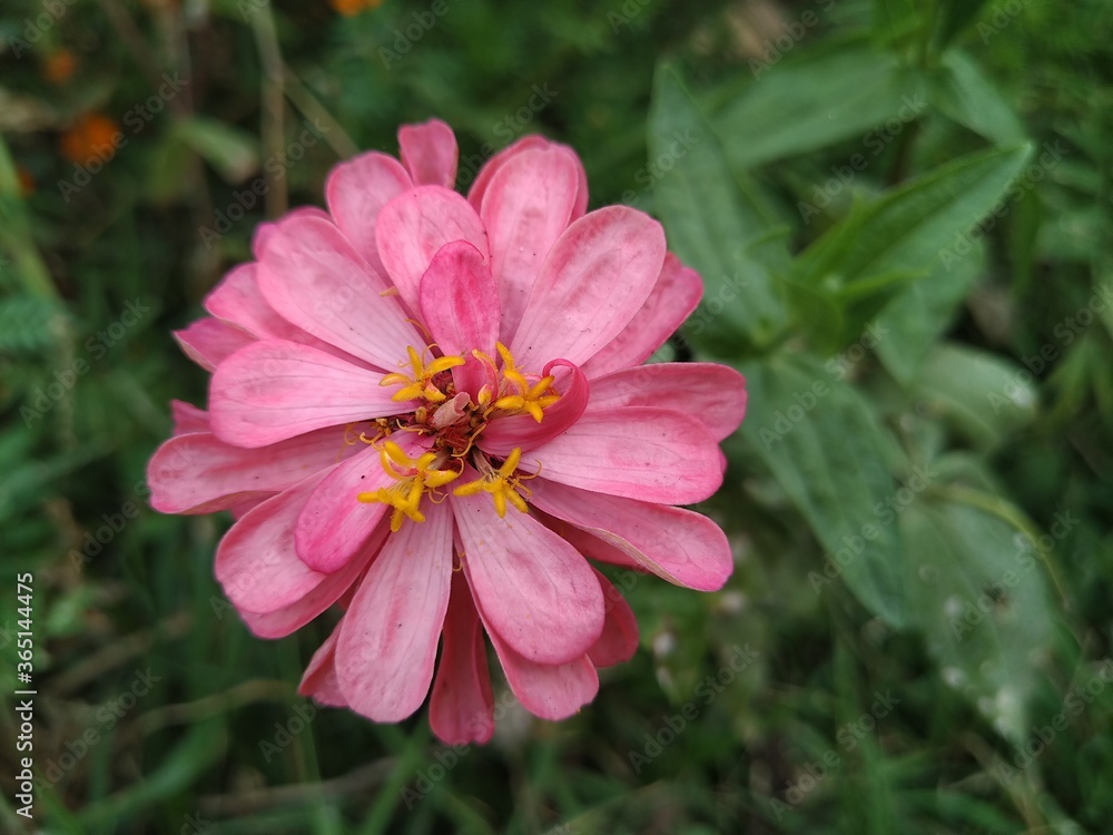 Fototapeta premium pink flower in the garden