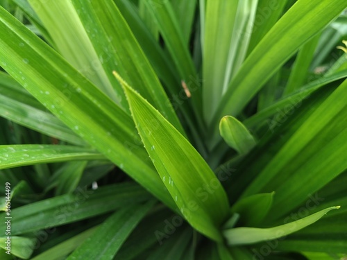 green leaf background