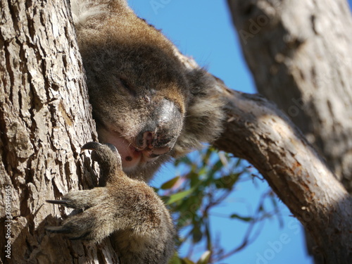 Photography Wild koala