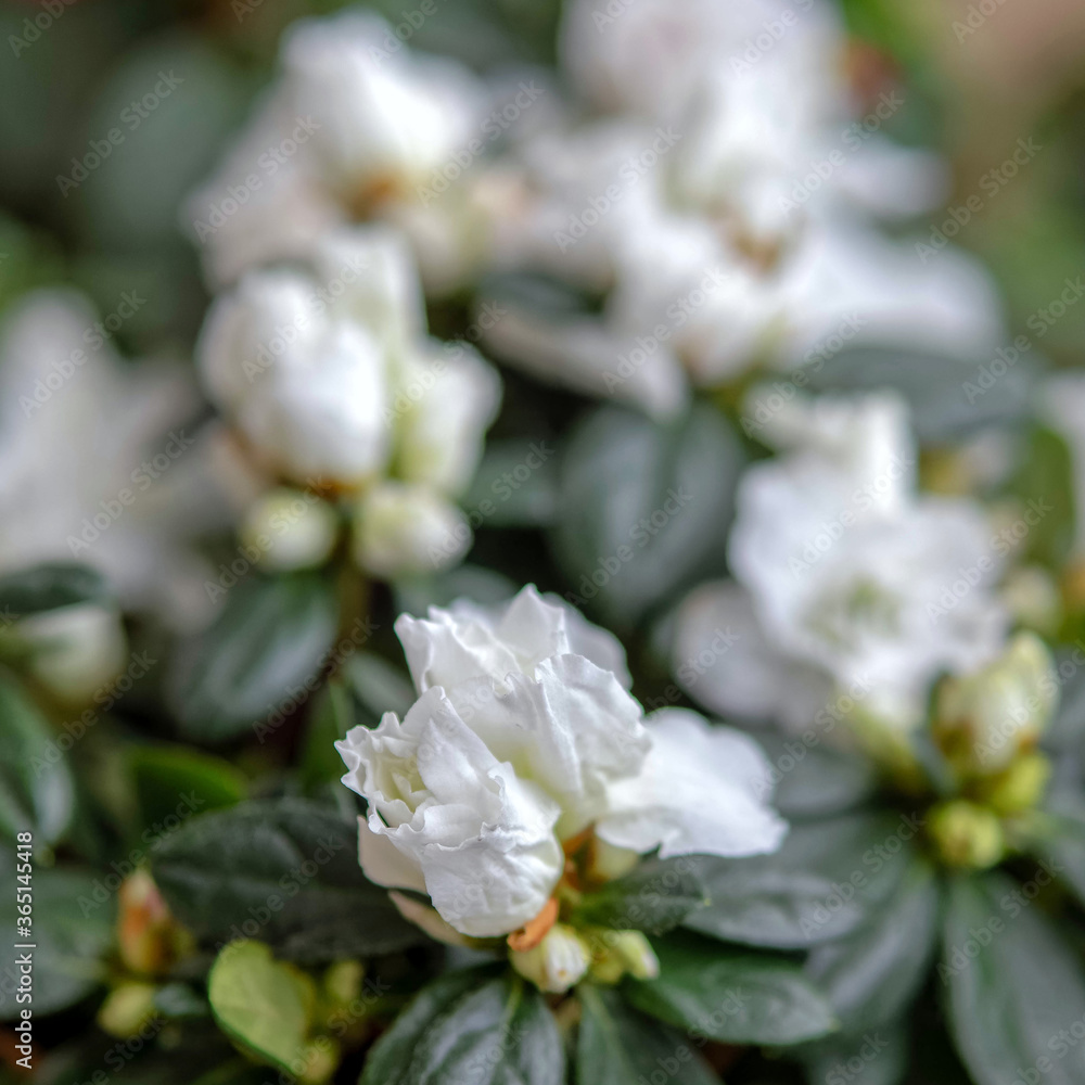 white azalea flowers close up, extremelly shallow depth of field