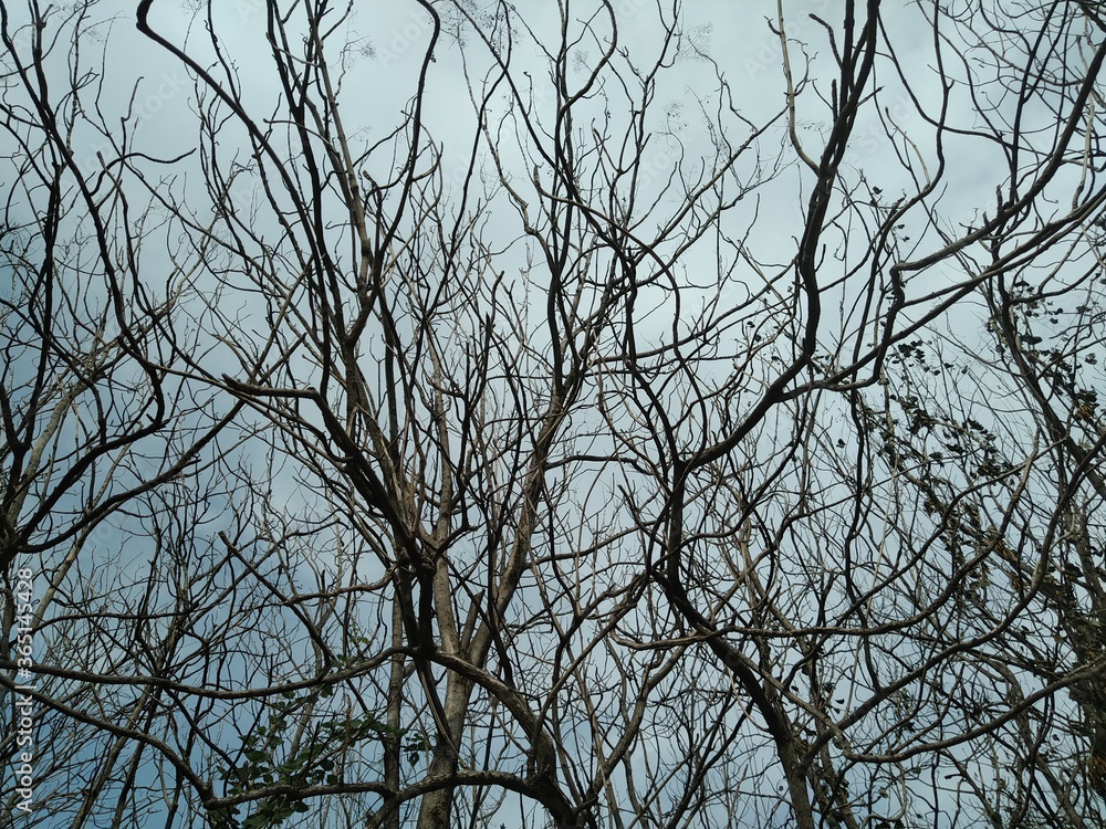 Obraz premium tree branches against blue sky
