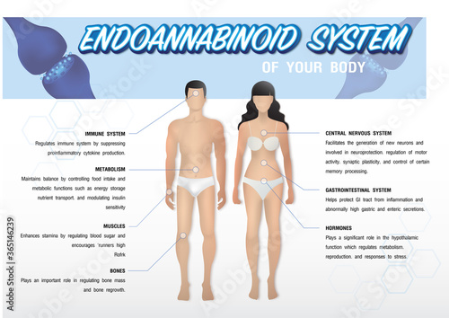 human endocannabinoid system, effects on the body, vector infographic on white background.