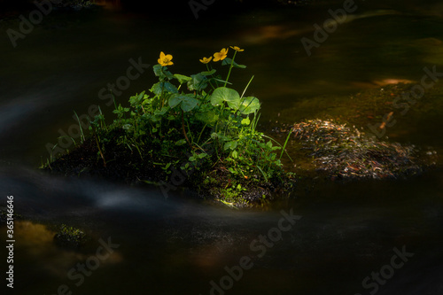 This beautiful flower was on a little island in the middle of a mountain beck. The deepness of this gorge made it very shady. Varkaankuru, Kolari, Finland.