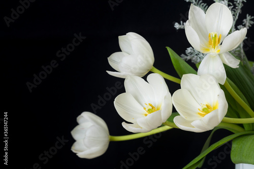 White tulips on a black background.
