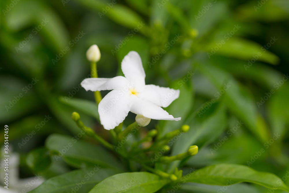 Close-up of Gerdenia Crape Jasmine with green leaves wall background. Close-up of Gerdenia Crape Jasmine with green leaves wall background.