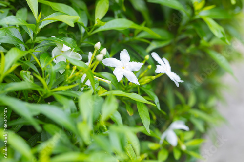 Close-up of Gerdenia Crape Jasmine with green leaves wall background. © bennnn