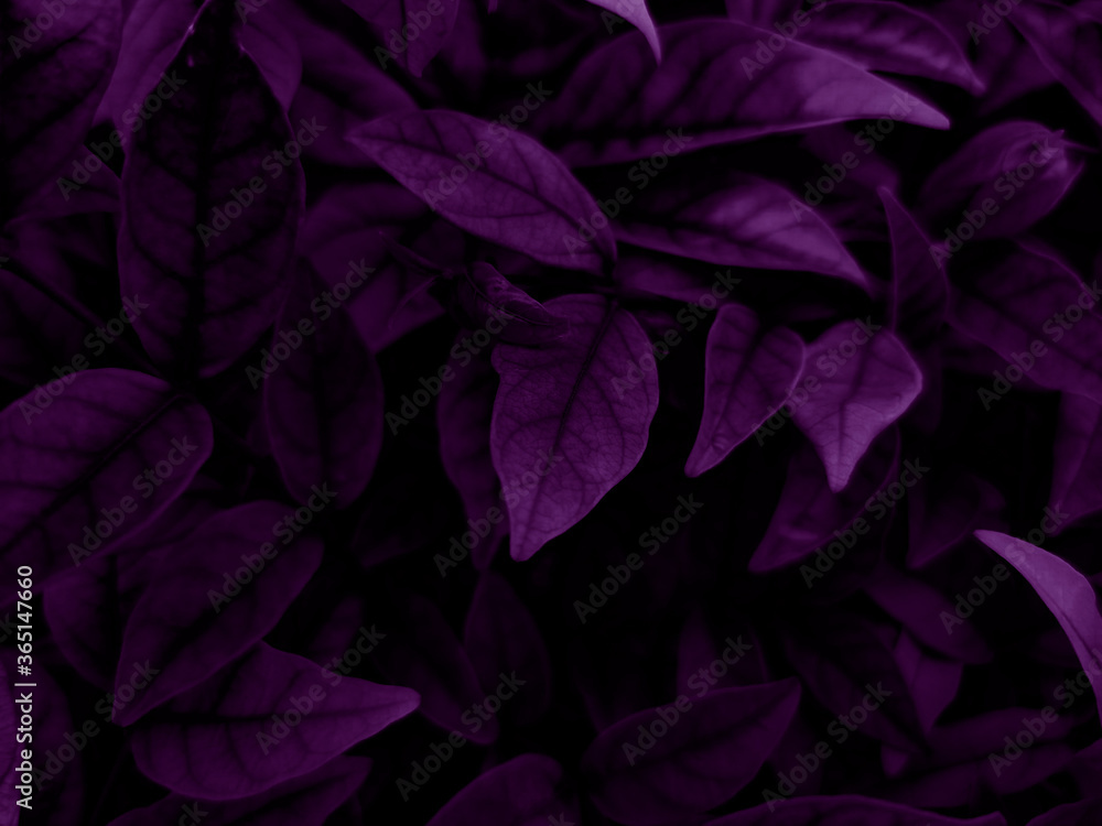 Beautiful abstract color blue and purple flowers on dark background and purple graphic pink flower frame and pink leaves texture, purple background, colorful graphics banner, purple leaves Beautiful abstract color blue and purple flowers on dark background and purple graphic pink flower frame and pink leaves texture, purple background, colorful graphics banner, purple leaves