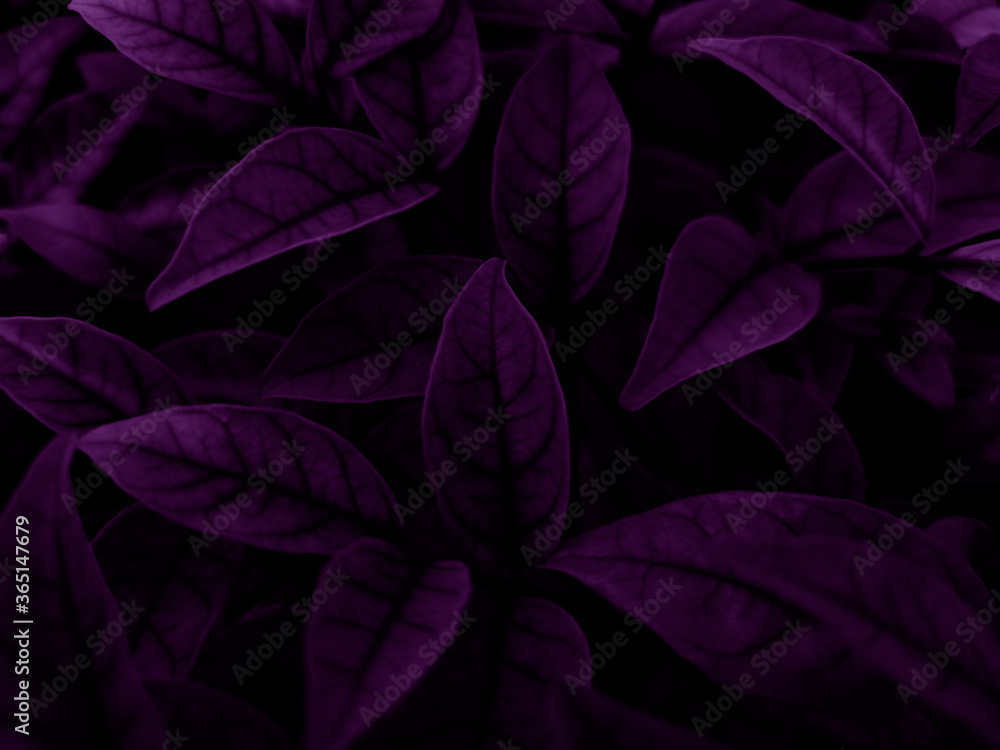 Beautiful abstract color blue and purple flowers on dark background and purple graphic pink flower frame and pink leaves texture, purple background, colorful graphics banner, purple leaves Beautiful abstract color blue and purple flowers on dark background and purple graphic pink flower frame and pink leaves texture, purple background, colorful graphics banner, purple leaves