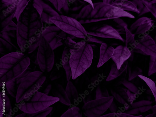 Beautiful abstract color blue and purple flowers on dark background and purple graphic pink flower frame and pink leaves texture  purple background  colorful graphics banner  purple leaves