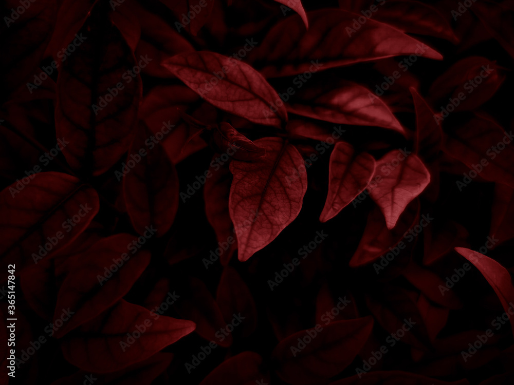 Beautiful abstract color pink and red flowers on dark background and light black flower frame and red leaves texture, red background, red banner happy valentine Beautiful abstract color pink and red flowers on dark background and light black flower frame and red leaves texture, red background, red banner happy valentine