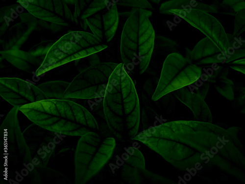 Beautiful abstract color black and green flowers on dark background and dark flower frame and green leaves texture, green background, colorful graphics banner