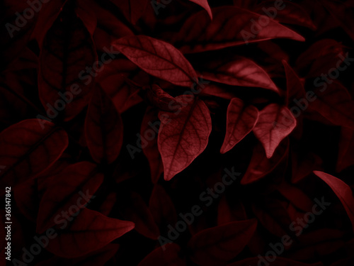 Beautiful abstract color pink and red flowers on dark background and light black flower frame and red leaves texture, red background, red banner happy valentine © Weerayuth