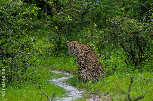 Leopard next to a stream.