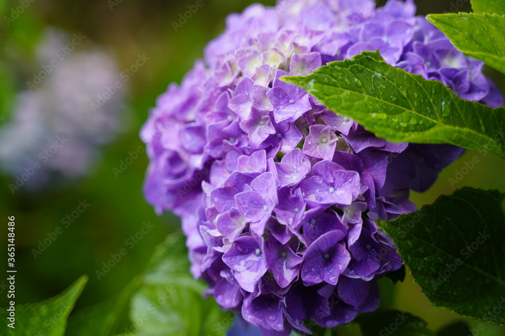 梅雨に咲く日本のアジサイ
