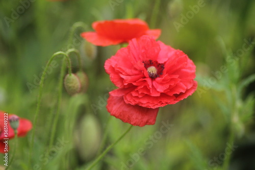 red poppy in the field