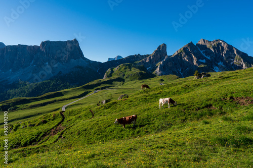 Cows on a pasture in the Dolomites, Giau Pass © Martin