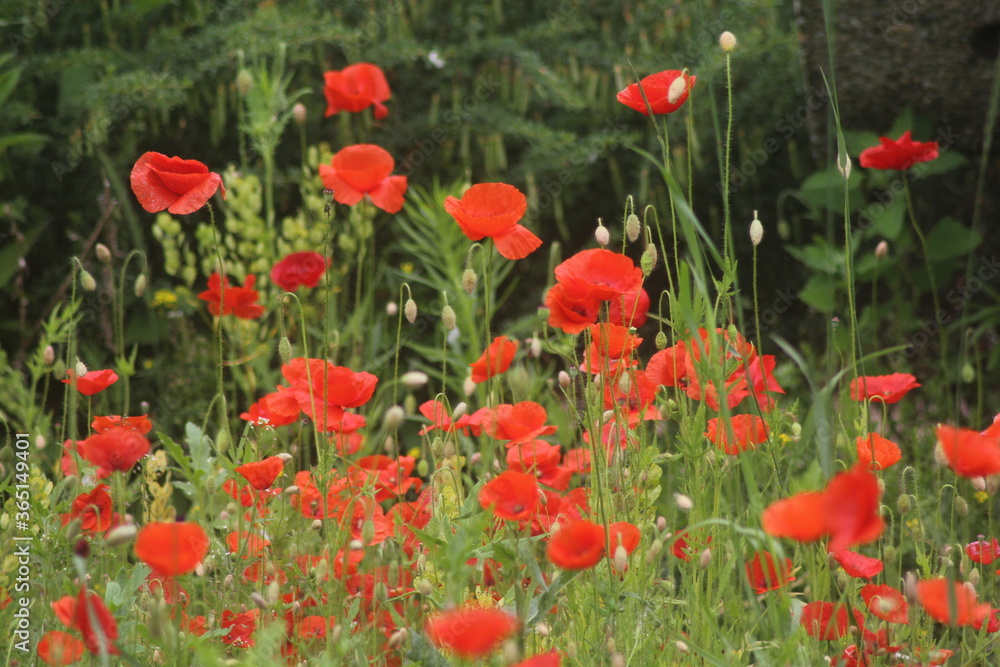 red poppy flower