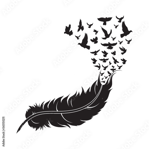 feather with birds