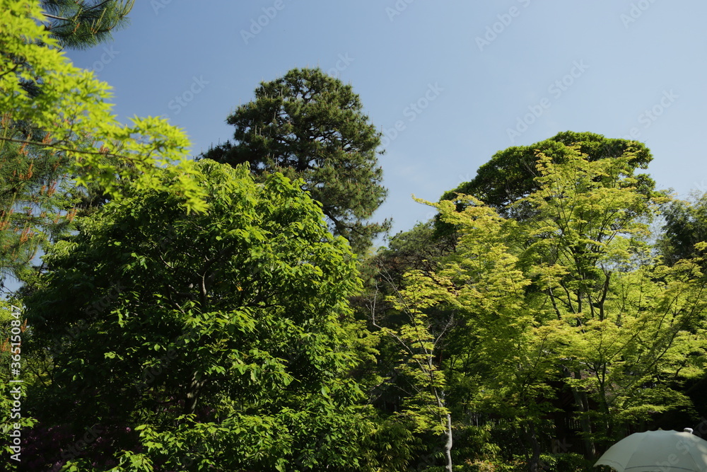 Obraz premium 京都 桂 20150511